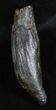 Fossil Sperm Whale Tooth - Inches (Miocene) #3699-1